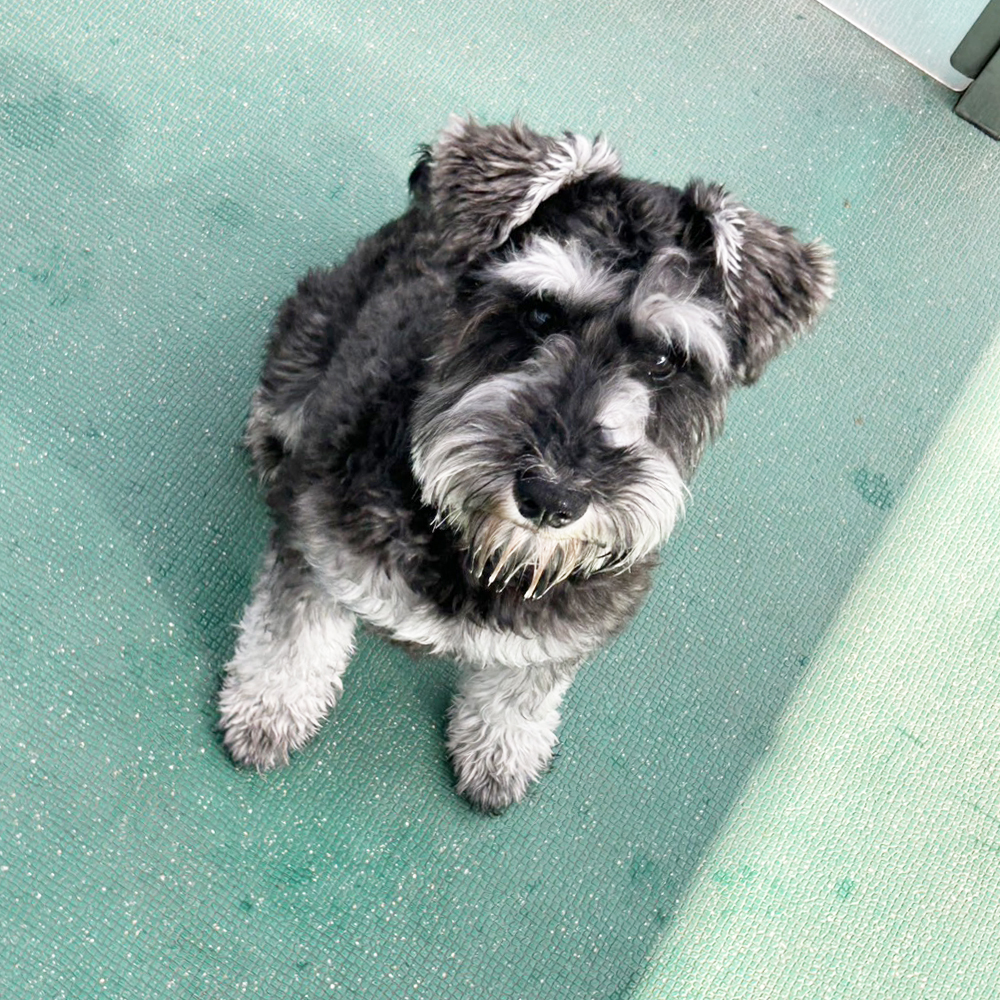 生徒が撮影したモデル犬♪①